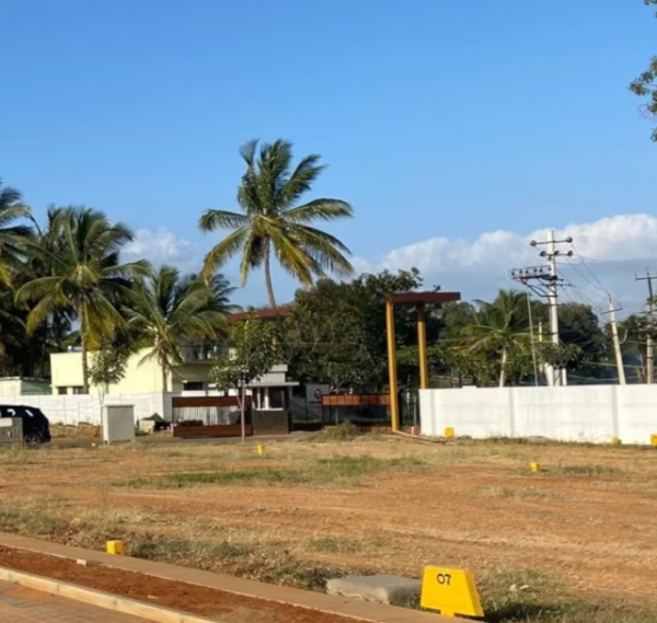 3 Little Birds Image